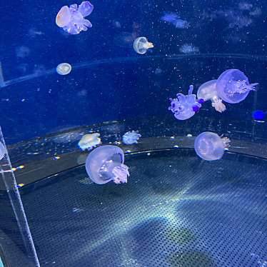 新江ノ島水族館のundefinedに実際訪問訪問したユーザーunknownさんが新しく投稿した新着口コミの写真