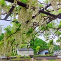 実際訪問したユーザーが直接撮影して投稿した藤野公園藤公園の写真