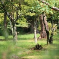 実際訪問したユーザーが直接撮影して投稿した嵯峨大沢町寺大覚寺の写真