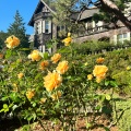 実際訪問したユーザーが直接撮影して投稿した西ケ原庭園旧古河庭園の写真