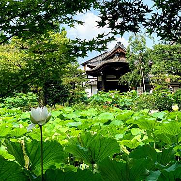 実際訪問したユーザーが直接撮影して投稿した花園扇野町寺法金剛院の写真