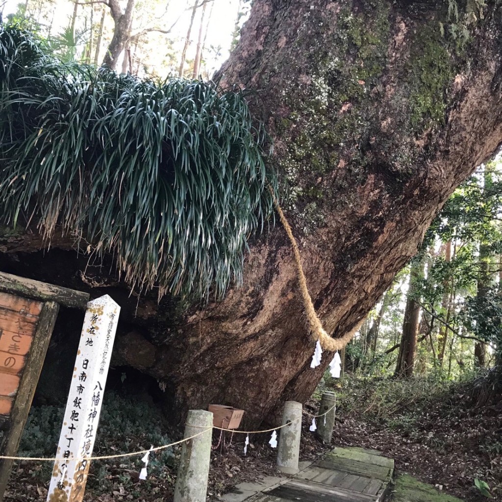 実際訪問したユーザーが直接撮影して投稿した飫肥自然名所田ノ上八幡神社のクスの写真