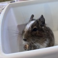 実際訪問したユーザーが直接撮影して投稿した角振町カフェ小動物カフェ はなはなの写真