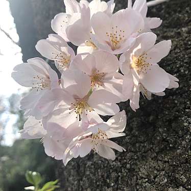 実際訪問したユーザーが直接撮影して投稿した落合南公園綾南公園の写真