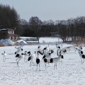 実際訪問したユーザーが直接撮影して投稿した下雪裡生息地 / 群生地・飛来地鶴見台の写真