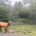 実際訪問したユーザーが直接撮影して投稿した須山動物園富士サファリパークの写真