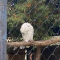 実際訪問したユーザーが直接撮影して投稿した東旭川町倉沼動物園シロフクロウ舎の写真