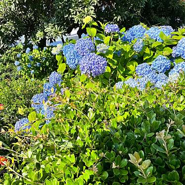 かつかつ2400さんが投稿した山下町公園のお店山下公園/ヤマシタコウエンの写真