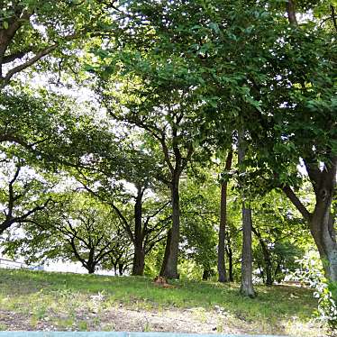 実際訪問したユーザーが直接撮影して投稿した柴公園丸野公園の写真