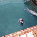 実際訪問したユーザーが直接撮影して投稿した四浦水族館 / アクアリウムうみたま体験パーク つくみイルカ島の写真