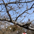 実際訪問したユーザーが直接撮影して投稿した馬場町公園鶴岡公園の写真