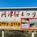 実際訪問したユーザーが直接撮影して投稿した大山町桜の名所東大山河津桜の写真
