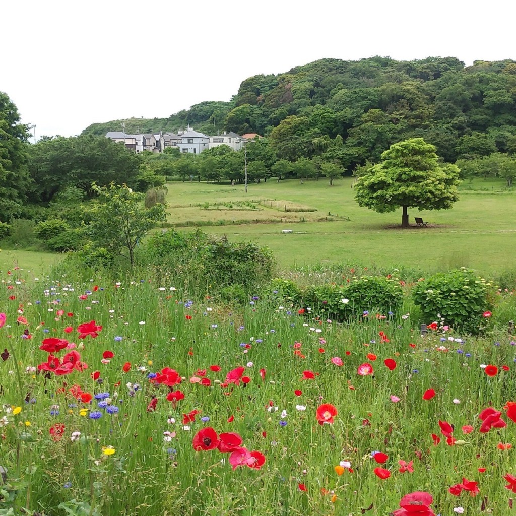 実際訪問したユーザーが直接撮影して投稿した鴨居公園海の子とりでの写真