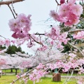 実際訪問したユーザーが直接撮影して投稿した高師公園茂原公園の写真