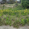 実際訪問したユーザーが直接撮影して投稿した三の丸公園清水橋街園の写真