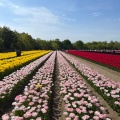 実際訪問したユーザーが直接撮影して投稿した夏井公園胎内市胎内フラワーパークの写真