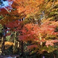 実際訪問したユーザーが直接撮影して投稿した筑波山 / 峠筑波山の写真