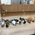 実際訪問したユーザーが直接撮影して投稿した白鳥町カフェCat Cafe MOFF イオンモール豊川店の写真