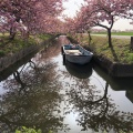 実際訪問したユーザーが直接撮影して投稿した笠松町公園笠松河津桜ロードの写真