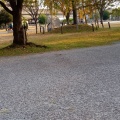 実際訪問したユーザーが直接撮影して投稿した中央公園におどり公園の写真