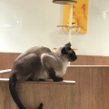 実際訪問したユーザーが直接撮影して投稿した寿町カフェ猫カフェ Moff animal cafe アリオ倉敷店の写真