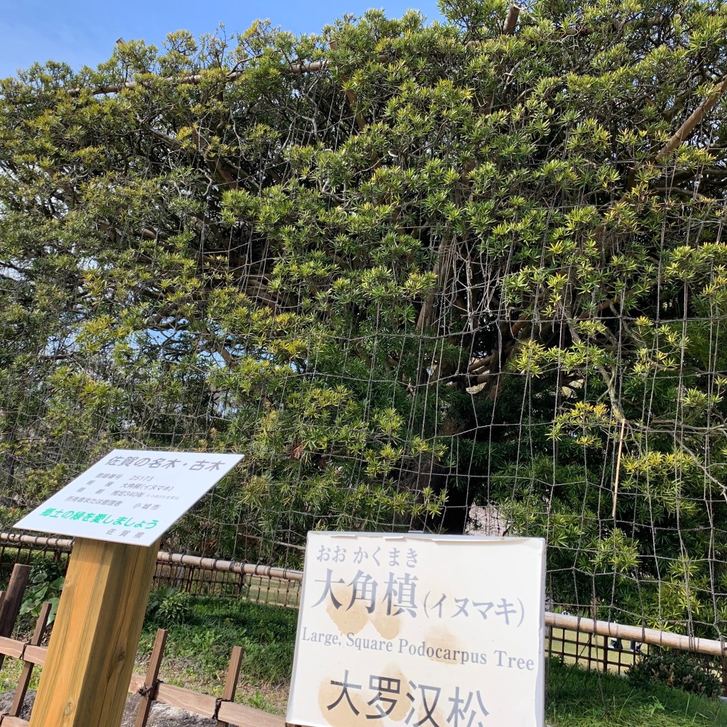 実際訪問したユーザーが直接撮影して投稿した小城町公園小城公園の写真