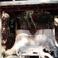 実際訪問したユーザーが直接撮影して投稿した八坂神社事任八幡宮の写真