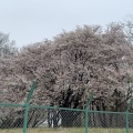 実際訪問したユーザーが直接撮影して投稿した西大和団地スーパーベルク 和光西大和店の写真