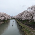 実際訪問したユーザーが直接撮影して投稿した大嶺町東分桜の名所美祢さくら公園の写真