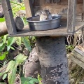 実際訪問したユーザーが直接撮影して投稿した見沼動物園りすの家の写真