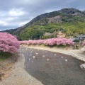 実際訪問したユーザーが直接撮影して投稿した河川河津川の写真