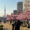 実際訪問したユーザーが直接撮影して投稿した平井河川旧中川 河津桜の写真