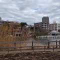 実際訪問したユーザーが直接撮影して投稿した石神井町湖沼 / 池石神井池の写真
