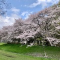 実際訪問したユーザーが直接撮影して投稿した多磨町公園武蔵野公園の写真