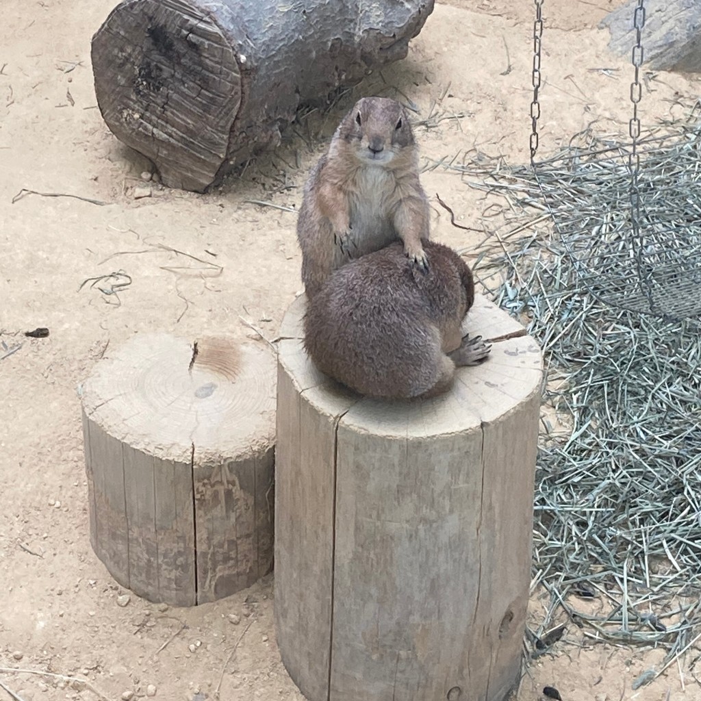 実際訪問したユーザーが直接撮影して投稿した山奥町遊園地 / テーマパーク足羽山公園遊園地の写真