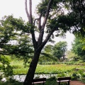 実際訪問したユーザーが直接撮影して投稿した善福寺河川善福寺川の写真