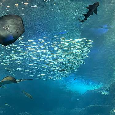 ももoOさんが投稿した片瀬海岸水族館 / アクアリウムのお店新江ノ島水族館/シンエノシマスイゾクカンの写真