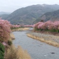 実際訪問したユーザーが直接撮影して投稿した河川河津川の写真