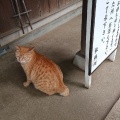 実際訪問したユーザーが直接撮影して投稿した奥沢神社奥沢神社の写真