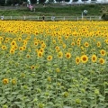 実際訪問したユーザーが直接撮影して投稿した東前町生息地 / 群生地・飛来地大垣ひまわり畑の写真