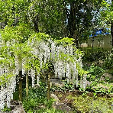 実際訪問したユーザーが直接撮影して投稿した春日野町植物園 / 樹木園春日大社 萬葉植物園の写真