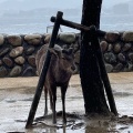 実際訪問したユーザーが直接撮影して投稿した宮島町広場宮島桟橋前広場の写真