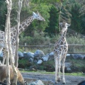 実際訪問したユーザーが直接撮影して投稿した須山その他飲食店SAFARI RESTAURANTの写真