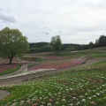 実際訪問したユーザーが直接撮影して投稿した箕郷町松之沢公園みさと芝桜公園の写真