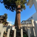 実際訪問したユーザーが直接撮影して投稿した今宮町神社今宮神社の写真