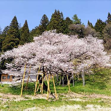 臥龍桜のundefinedに実際訪問訪問したユーザーunknownさんが新しく投稿した新着口コミの写真