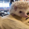 実際訪問したユーザーが直接撮影して投稿した神宮前テーマカフェHedgehog Cafe HARRY 原宿駅前店の写真