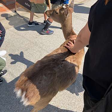 実際訪問したユーザーが直接撮影して投稿した宮島町町並み町家通りの写真