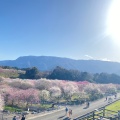 実際訪問したユーザーが直接撮影して投稿した藤原町鼎公園いなべ市梅林公園の写真