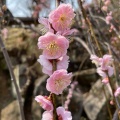 実際訪問したユーザーが直接撮影して投稿した酒折植物園 / 樹木園不老園の写真